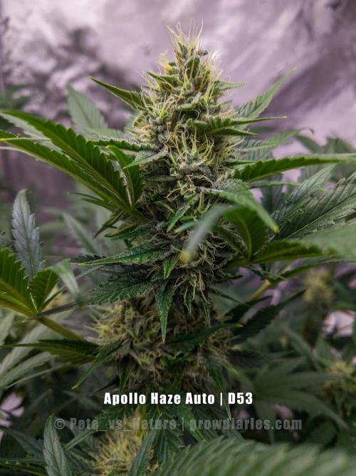 Apollo, Super Orange Haze, Cinderella J.. Week 8 - Apollo definitely has launched and is in orbit.
