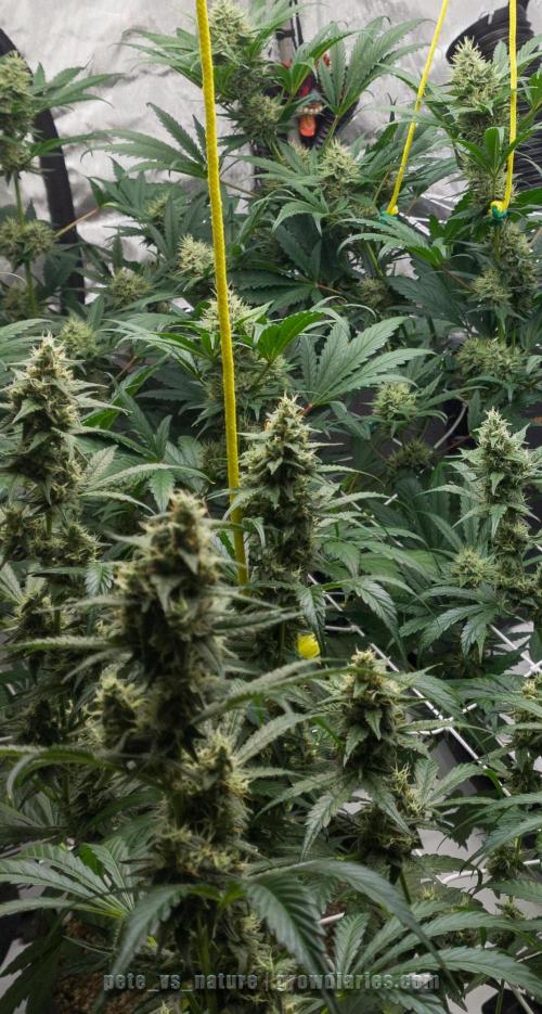 Apollo, Super Orange Haze, Cinderella J.. Week 8 - Super Orange Haze & Apollo Haze - enjoying a slow week 8.
