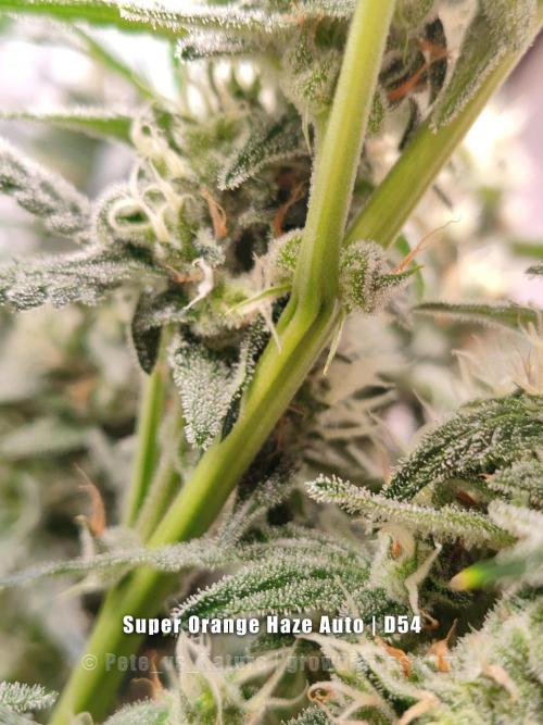 Apollo, Super Orange Haze, Cinderella J.. Week 8 - Now those are the bracts I like to see!