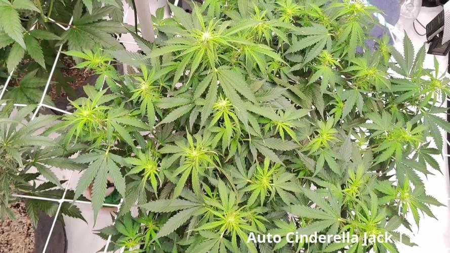 Apollo, Super Orange Haze, Cinderella J.