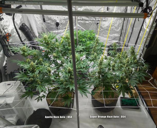 Apollo, Super Orange Haze, Cinderella J.. Week 8 - Had to climb high to take a fuller shot :)