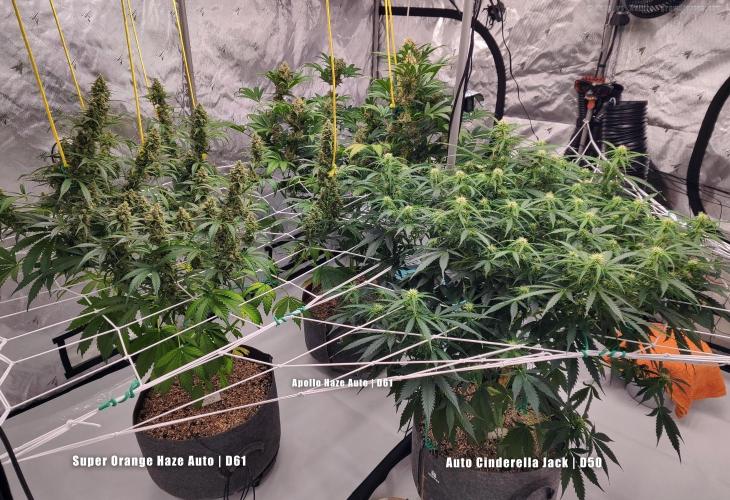 Apollo, Super Orange Haze, Cinderella J.. Week 9 - The ladies at Tent Week 9.