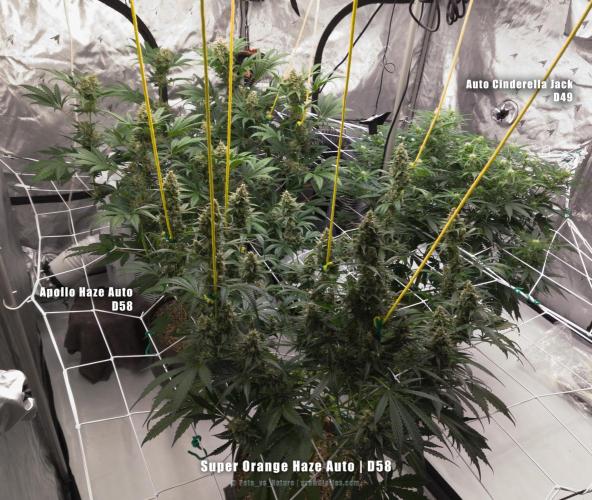 Apollo, Super Orange Haze, Cinderella J.. Week 9 - Another angle, because I didn't cut the video.
