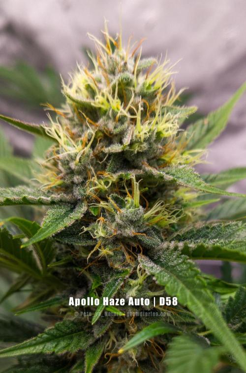Apollo, Super Orange Haze, Cinderella J.. Week 9 - Apollo is promising much, but running out of P quick.