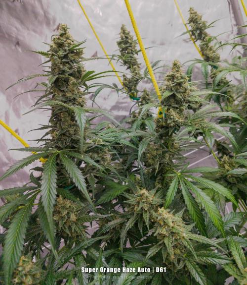 Apollo, Super Orange Haze, Cinderella J.. Week 9 - Super Orange Haze with decent swelling for a Sativa. Nothing crazy, no larf.