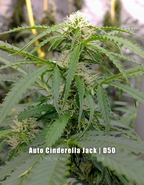 Apollo, Super Orange Haze, Cinderella J.. Week 9 - Cinderella Jack has turned back time.