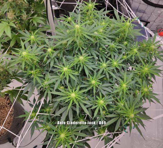 Apollo, Super Orange Haze, Cinderella J.. Week 9 - Welcome to "veg" - let's branch out like crazy!