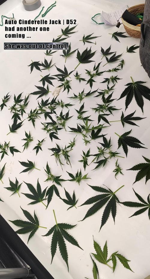 Apollo, Super Orange Haze, Cinderella J.. Week 9 - 😬