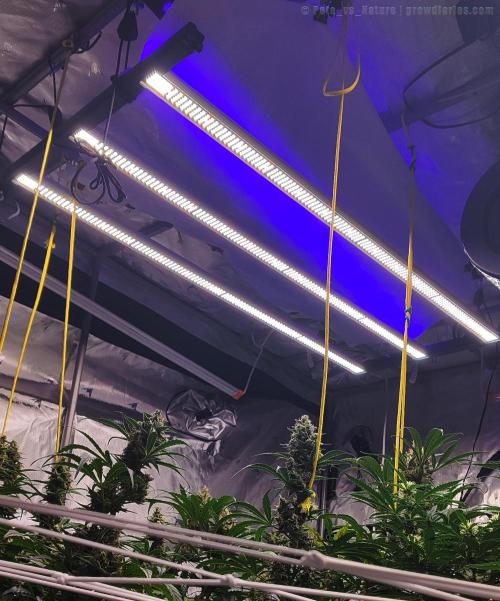 Apollo, Super Orange Haze, Cinderella J.. Week 9 - Our metabolite factory, roaring quietly still.