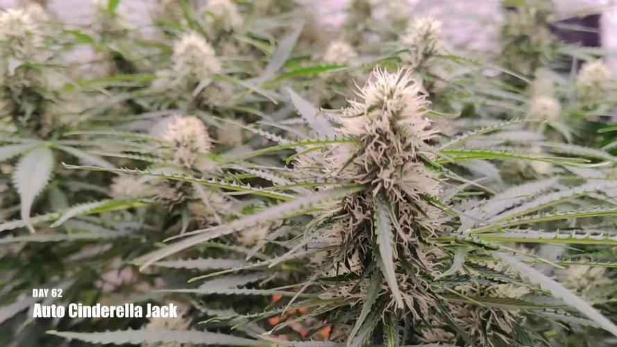 Apollo, Super Orange Haze, Cinderella J.