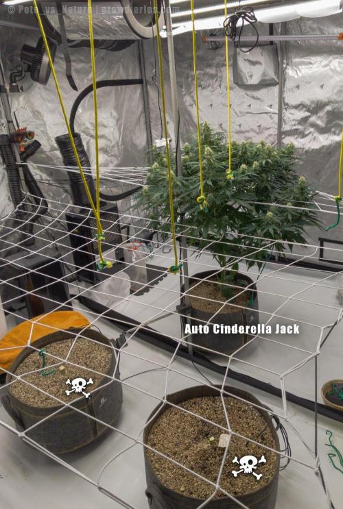 Apollo, Super Orange Haze, Cinderella J.. Week 11 - So, ... we have to fix this.