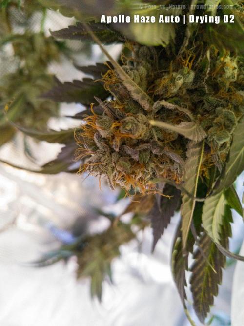 Apollo, Super Orange Haze, Cinderella J.. Week 11 - Apollo drying for 2 days