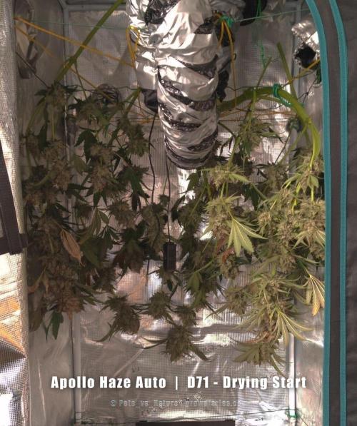 Apollo, Super Orange Haze, Cinderella J.. Week 11 - Apollo goes first.