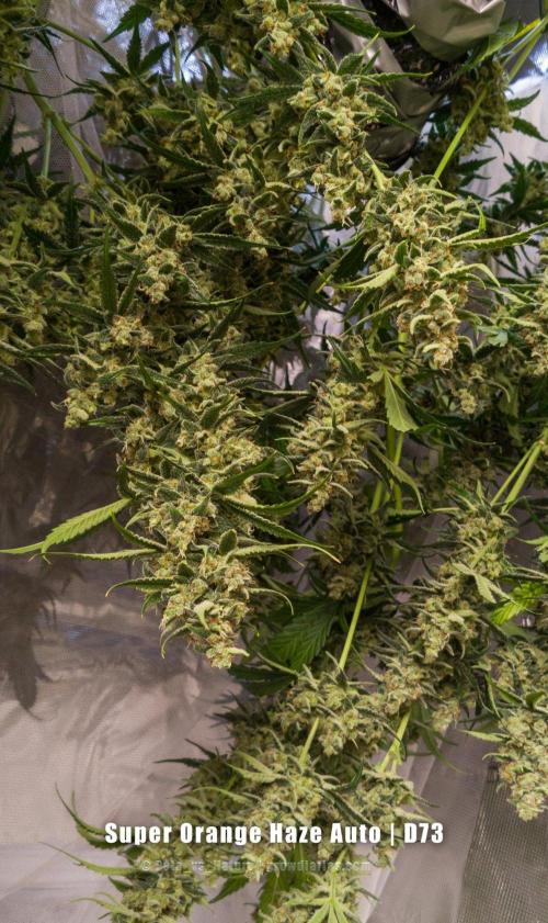 Apollo, Super Orange Haze, Cinderella J.. Week 11 - Close-up in the drying chamber