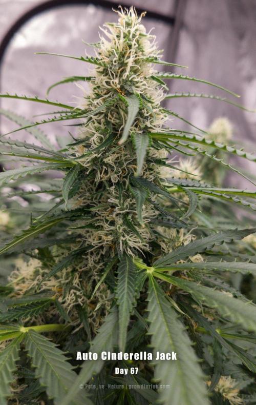 Apollo, Super Orange Haze, Cinderella J.. Week 11 - Good pace, steady, clear signaling. ACJ is on track and content.