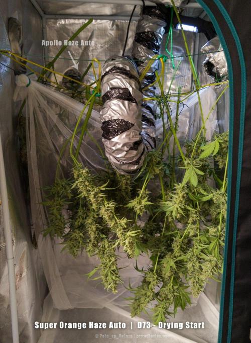 Apollo, Super Orange Haze, Cinderella J.. Week 11 - Orange joins and claims her space - the air is pure cannabis bliss.