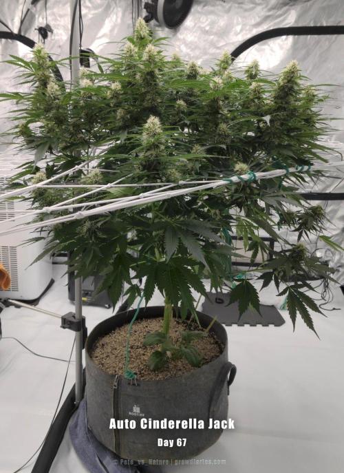 Apollo, Super Orange Haze, Cinderella J.. Week 11 - Her royal and furious beauty, Lady Cinderella Jack.