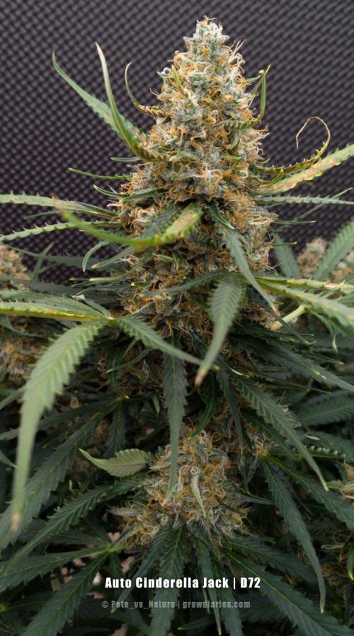 Apollo, Super Orange Haze, Cinderella J.. Week 12
