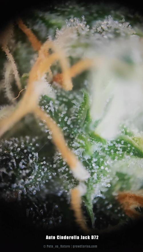 Apollo, Super Orange Haze, Cinderella J.. Week 12 - Trichomes were ~10% amber at harvest.