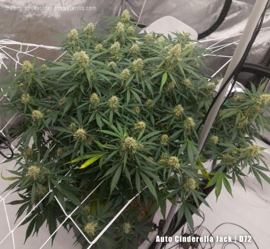 Apollo, Super Orange Haze, Cinderella J.. Week 12 - And from above.