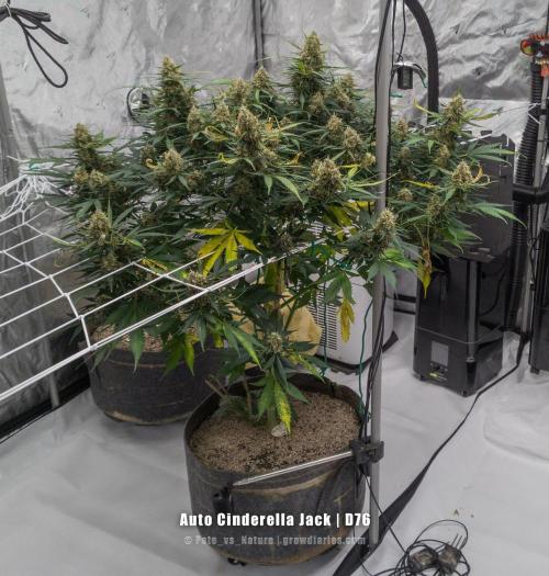 Apollo, Super Orange Haze, Cinderella J.. Week 12 - Her majesty, dominating the tent. Can you spot her tiny companion?