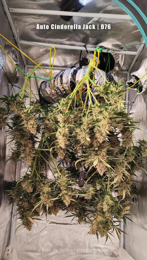 Apollo, Super Orange Haze, Cinderella J.. Week 12 - Cool drying transfer from chop to tent. This lady needs SPACE!