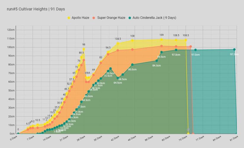 Apollo, Super Orange Haze, Cinderella J.. Week 12 - Just in case the severity of this weeks event weren't quite clear.