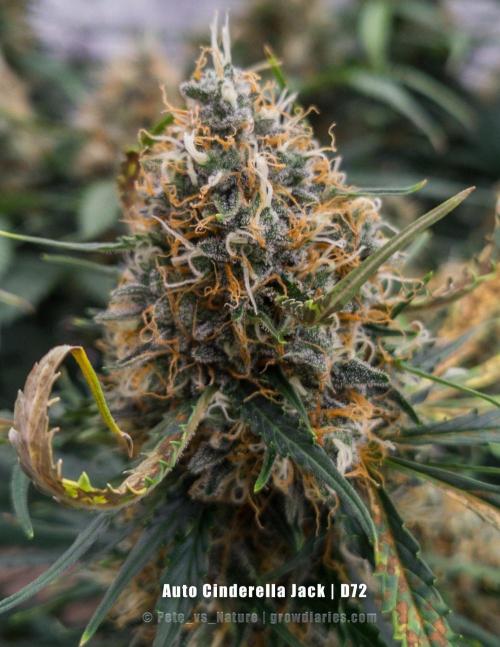Apollo, Super Orange Haze, Cinderella J.. Week 12