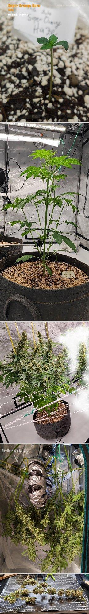 Apollo, Super Orange Haze, Cinderella J.. Week 13 - 73 Days Journey - excuse the image format