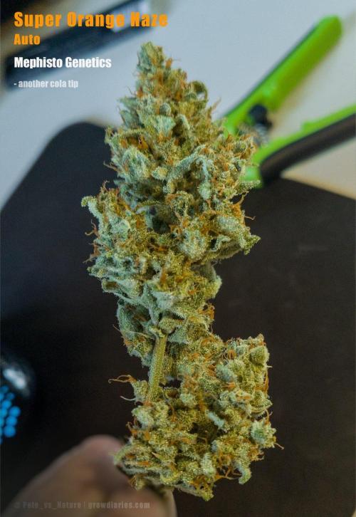 Apollo, Super Orange Haze, Cinderella J.. Week 13 - That sparkle is emitting hefty, pleasant notes of spices