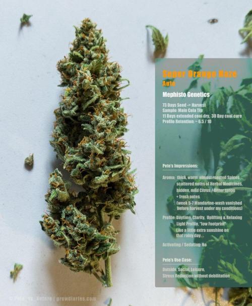 Apollo, Super Orange Haze, Cinderella J.. Week 13 - I could have trimmed better - we can agree on that.