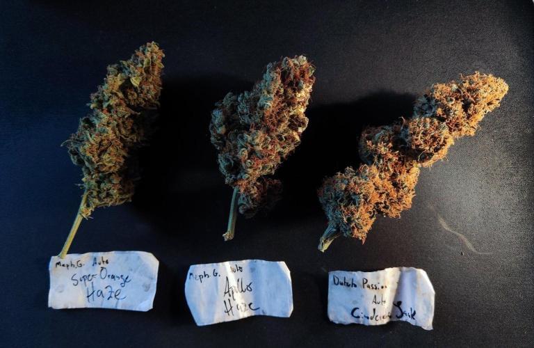 Apollo, Super Orange Haze, Cinderella J.. Week 11 - Their seedling labels and biggest tops I could find.