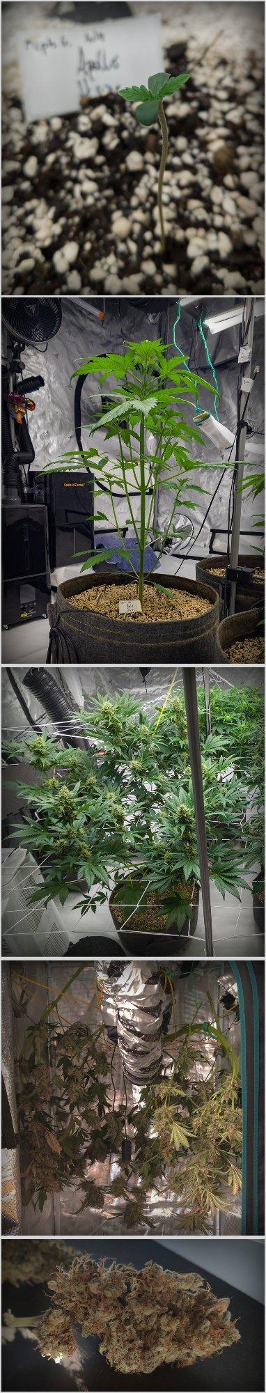 Apollo, Super Orange Haze, Cinderella J.. Week 11 - I hope you can scroll this :/
Open image in new window :)