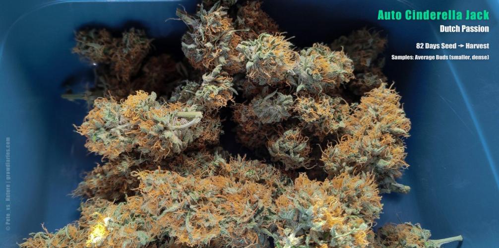 Apollo, Super Orange Haze, Cinderella J.. Week 13