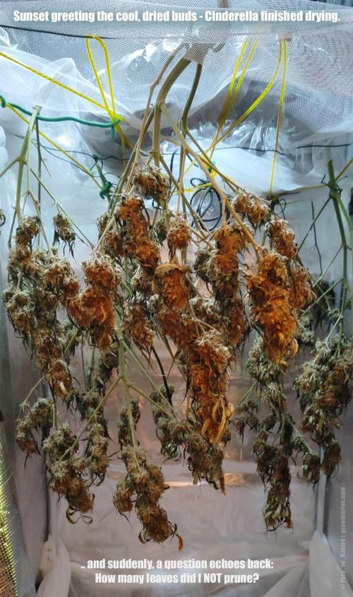 Apollo, Super Orange Haze, Cinderella J.. Week 13