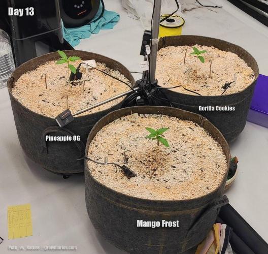 Pineapple OG | Mango Frost | G. Cookies. Week 2 - .. and 4 days later ...