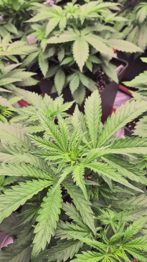 THE TROPICAL PAPAYA GARDEN #3