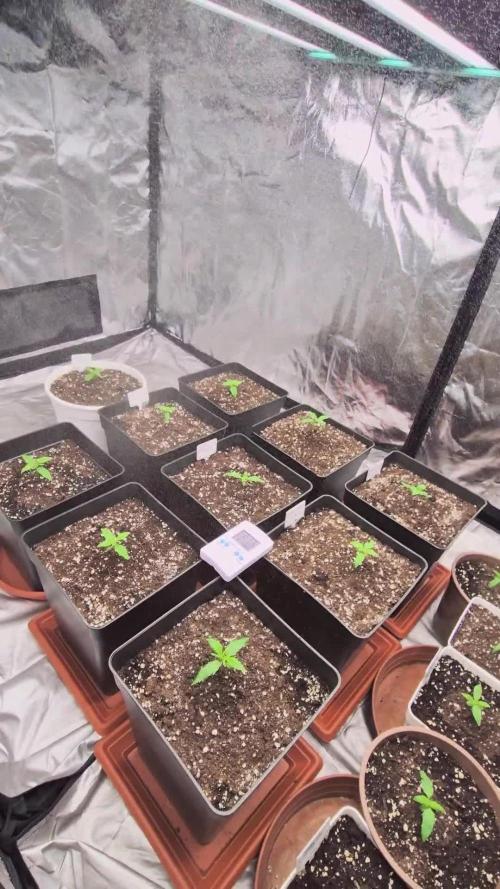 THE TROPICAL PAPAYA GARDEN #3