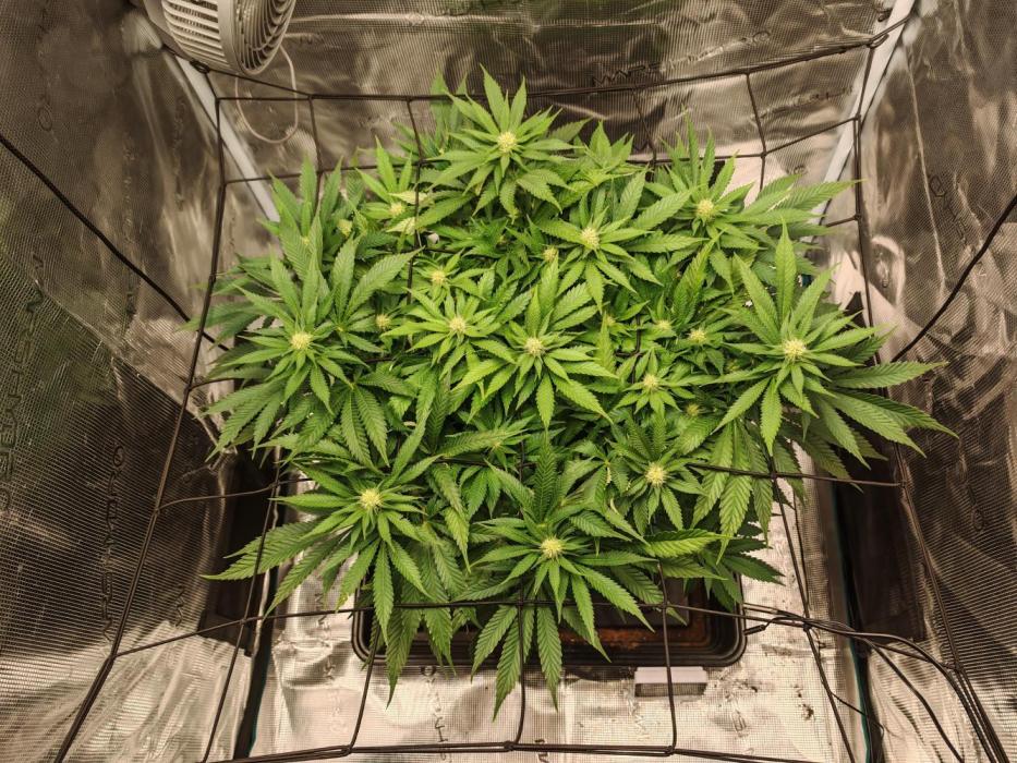 Critical Photoperiod - First Grow!. Week 10