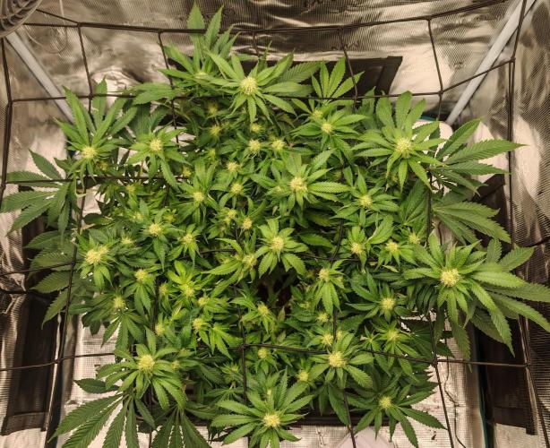 Critical Photoperiod - First Grow!. Week 10 - Day 19 defoliation 