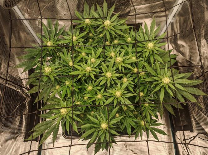 Critical Photoperiod - First Grow!. Week 11