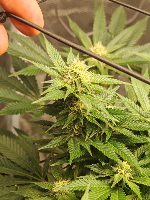 Critical Photoperiod - First Grow!. Week 11