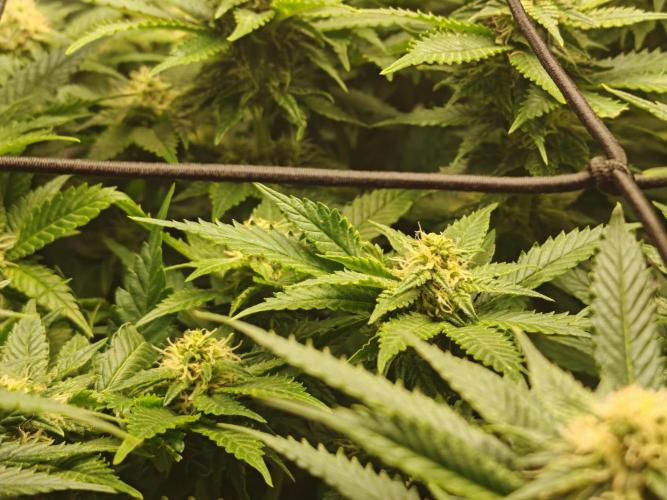 Critical Photoperiod - First Grow!. Week 11