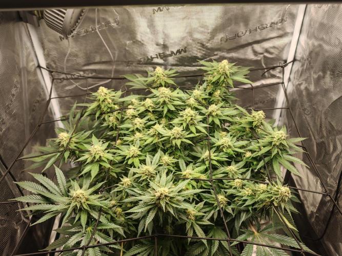 Critical Photoperiod - First Grow!. Week 12