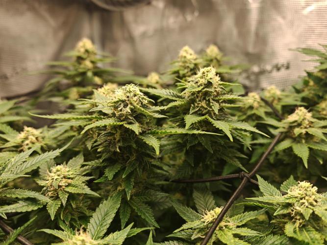 Critical Photoperiod - First Grow!. Week 12