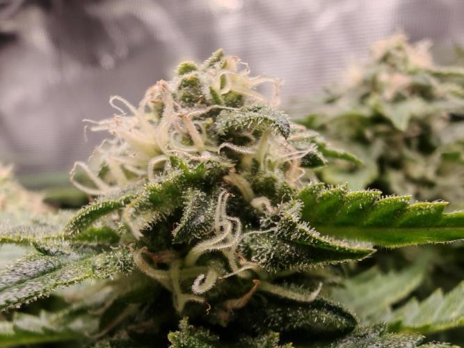 Critical Photoperiod - First Grow!. Week 12