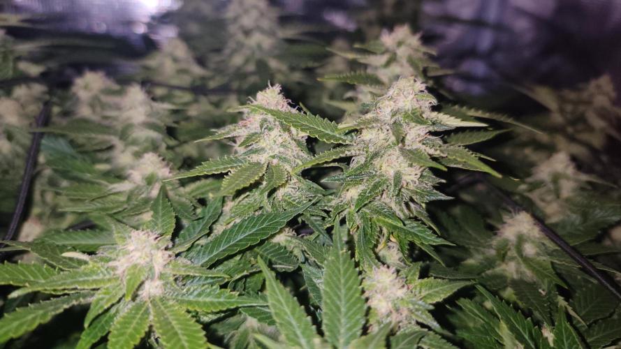 Critical Photoperiod - First Grow!. Week 12