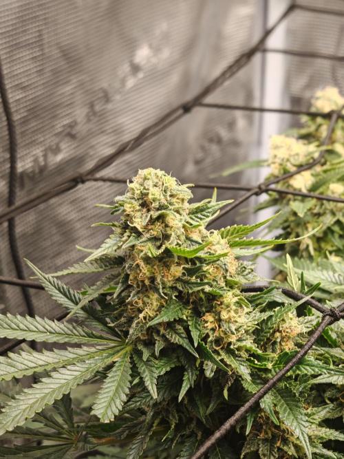 Critical Photoperiod - First Grow!. Week 14