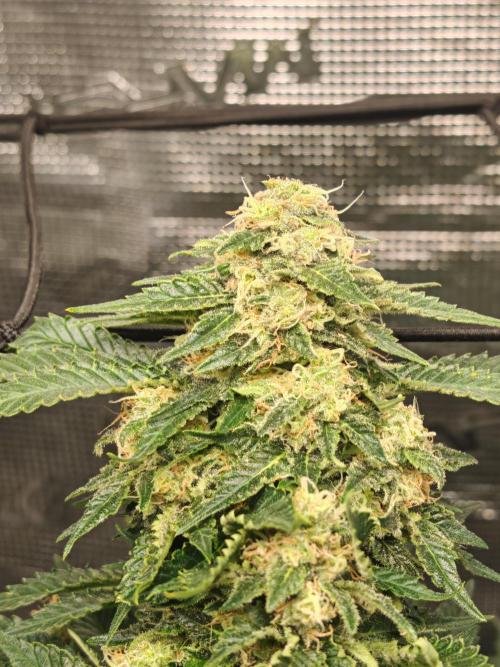 Critical Photoperiod - First Grow!. Week 14