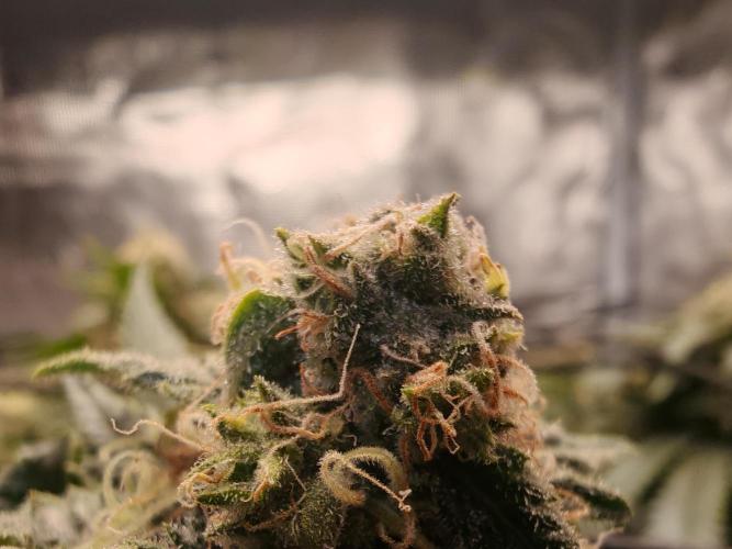 Critical Photoperiod - First Grow!. Week 14